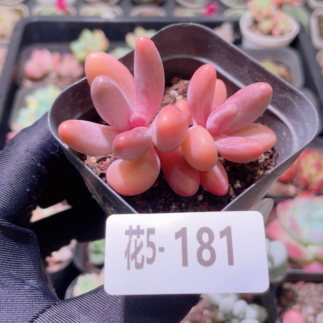 花利美5-181红手指