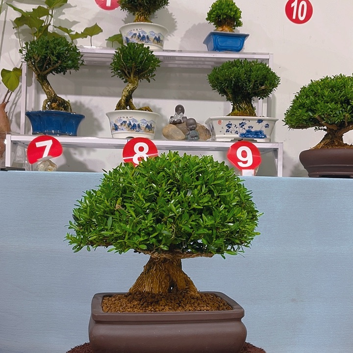 @***生无花朵浙江黄杨一树一拍