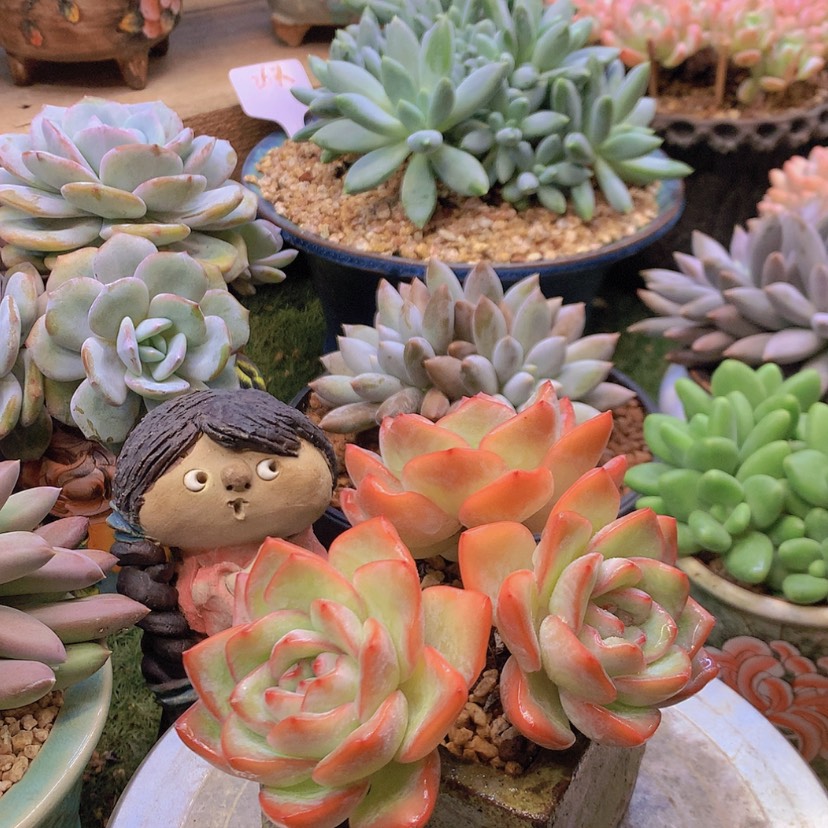 【闪购商品】彩虹泡芙