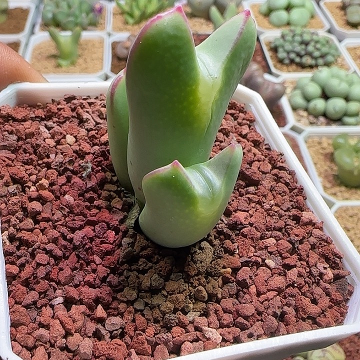 哈哈哈哈哈哈哈446