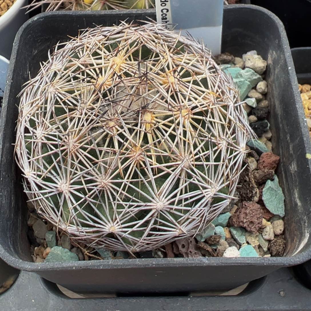 37实生根多肉植物带盆土