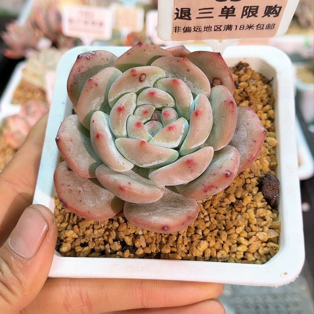 卉森多肉一物一拍编号83