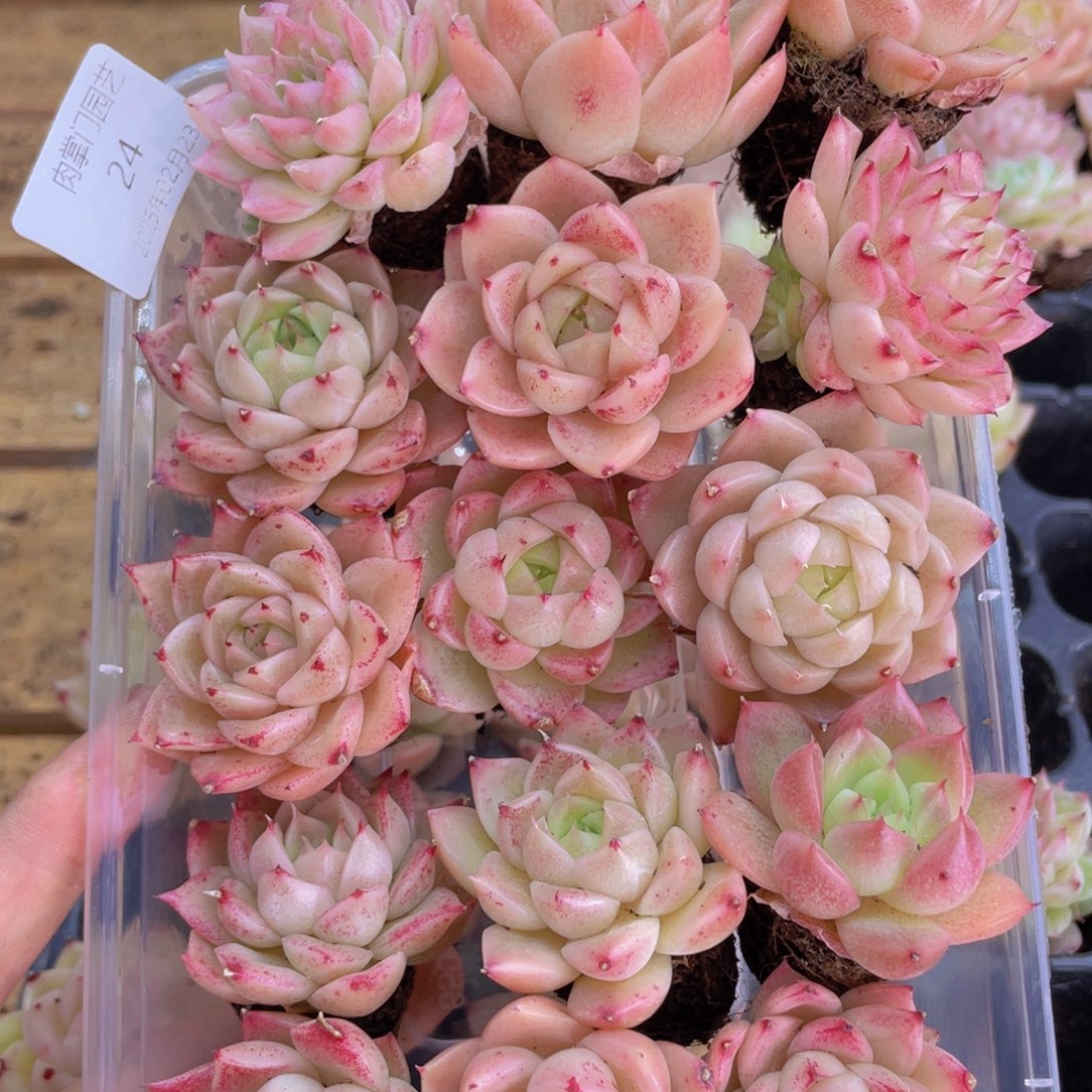 开心快乐幸福024