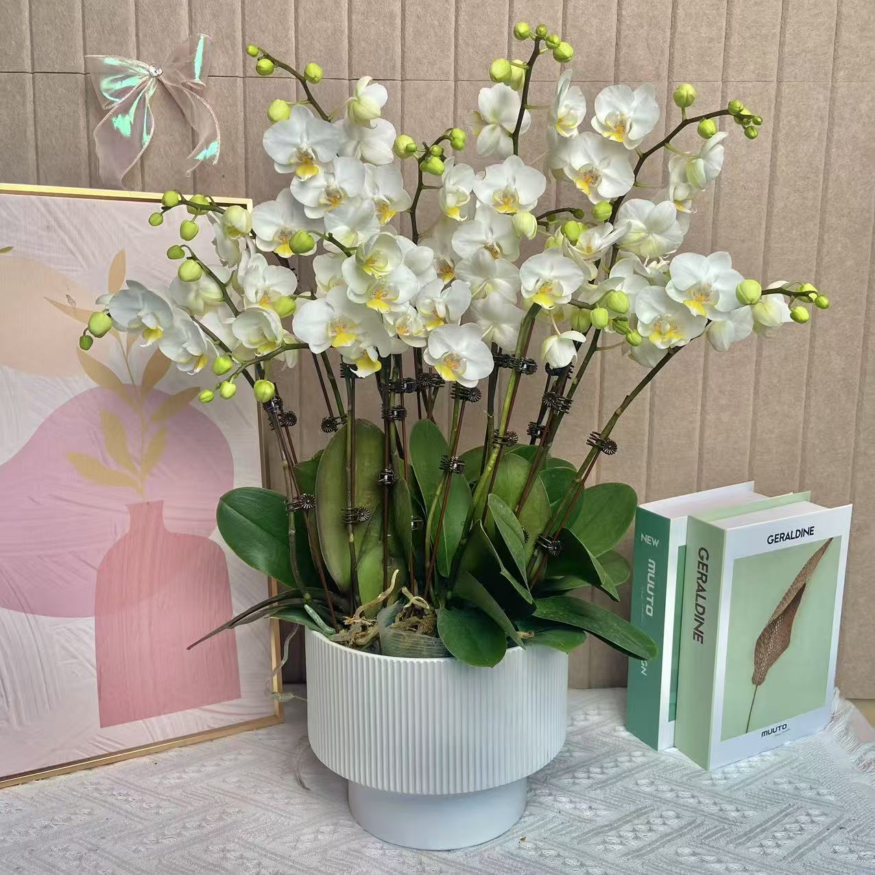 幽梦 莱茵 白花黄心蝴蝶兰植物自然色 室内观赏花卉组盆 真花