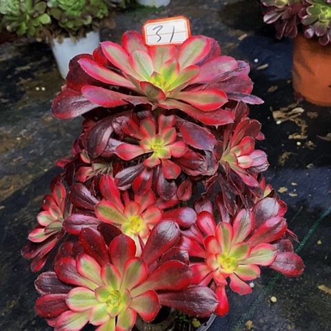 丽娜老桩捧花法师31