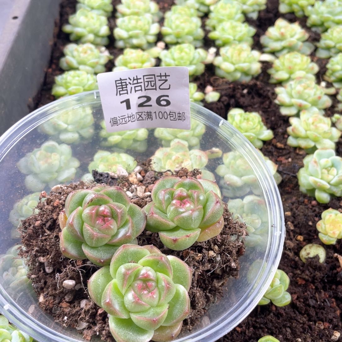 花***鼎m100珍妮一物一拍126
