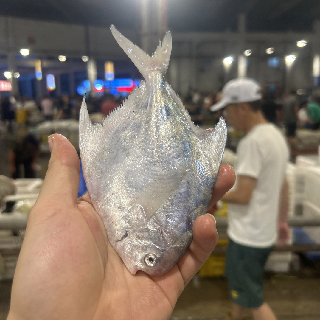 【4斤小鲳鱼】东海联网鲳鱼顺丰包邮新鲜海鲜水产