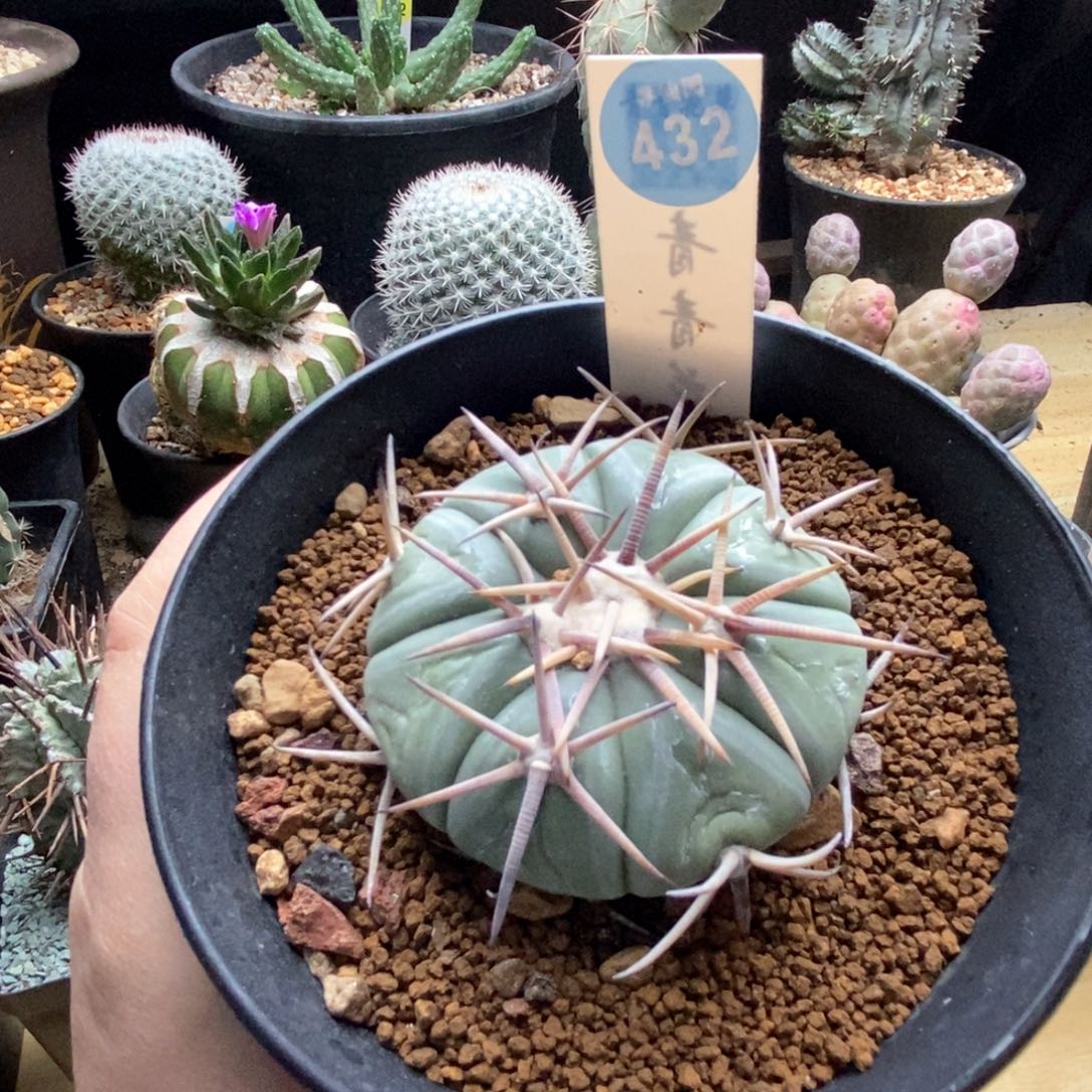 实生雷帝平丸6cm