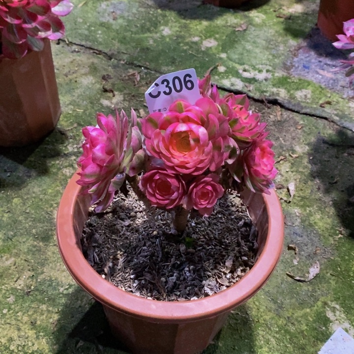 倾城多肉植物306