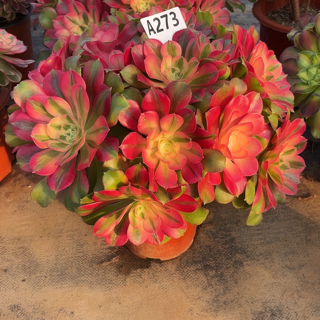 从林香妃273多肉多肉