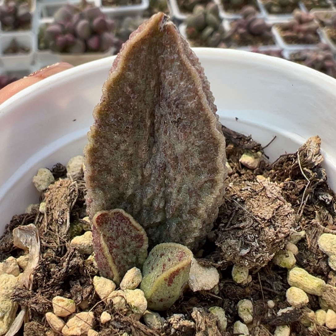 酒红猪肝大苗多肉植物