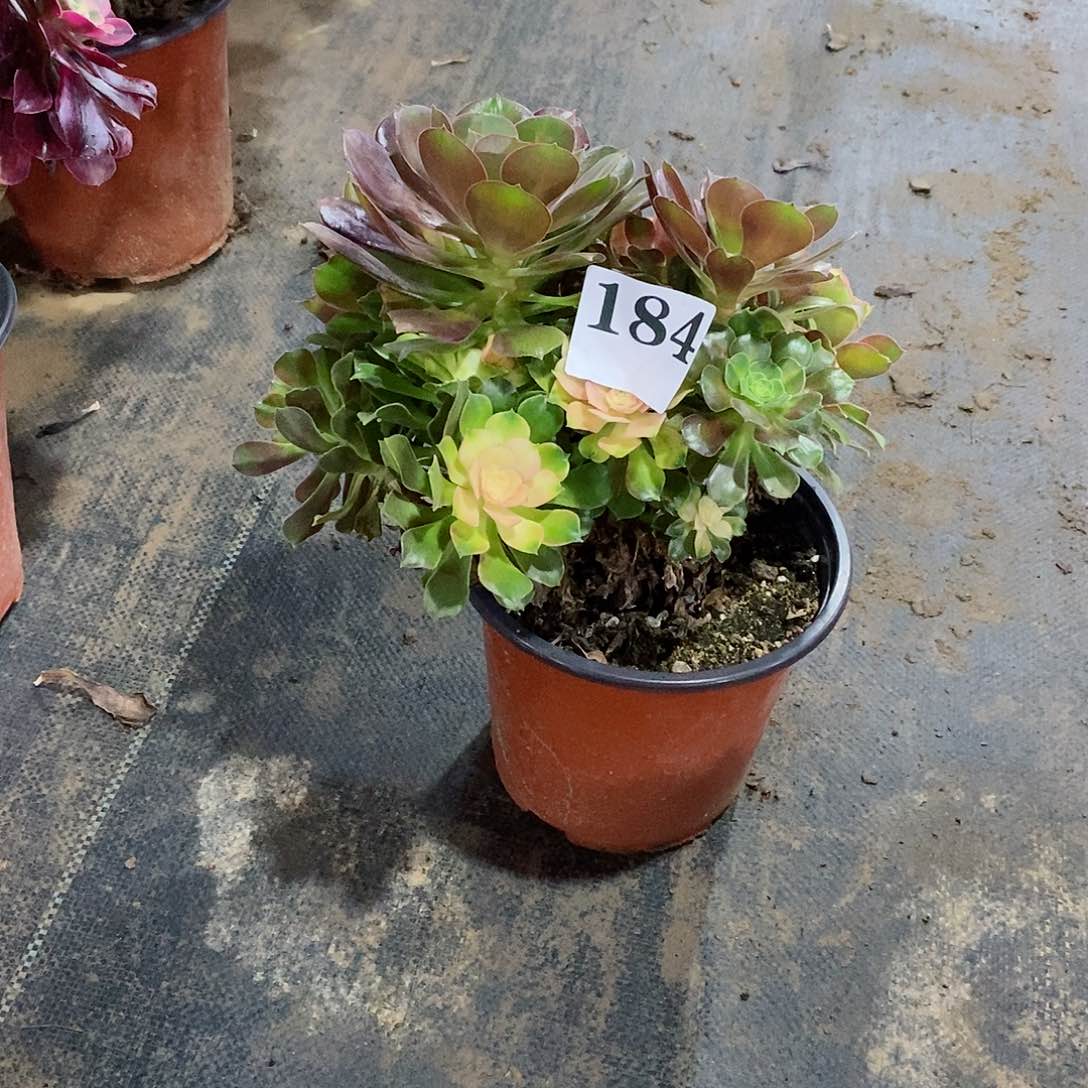 阳****6红袖184多肉法师