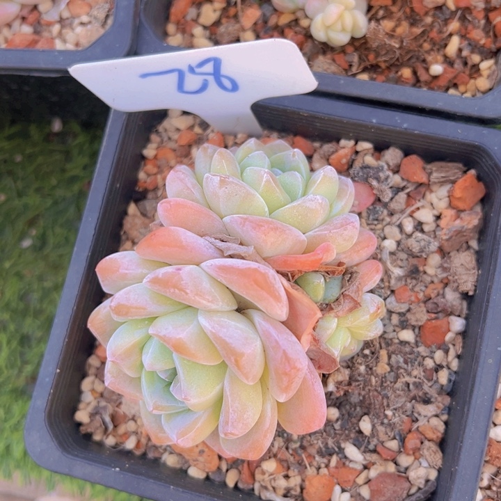 健健康康平平安安