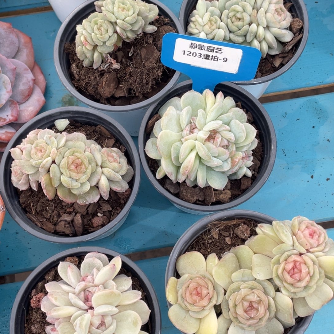 1203-9-白色恋人朵朵