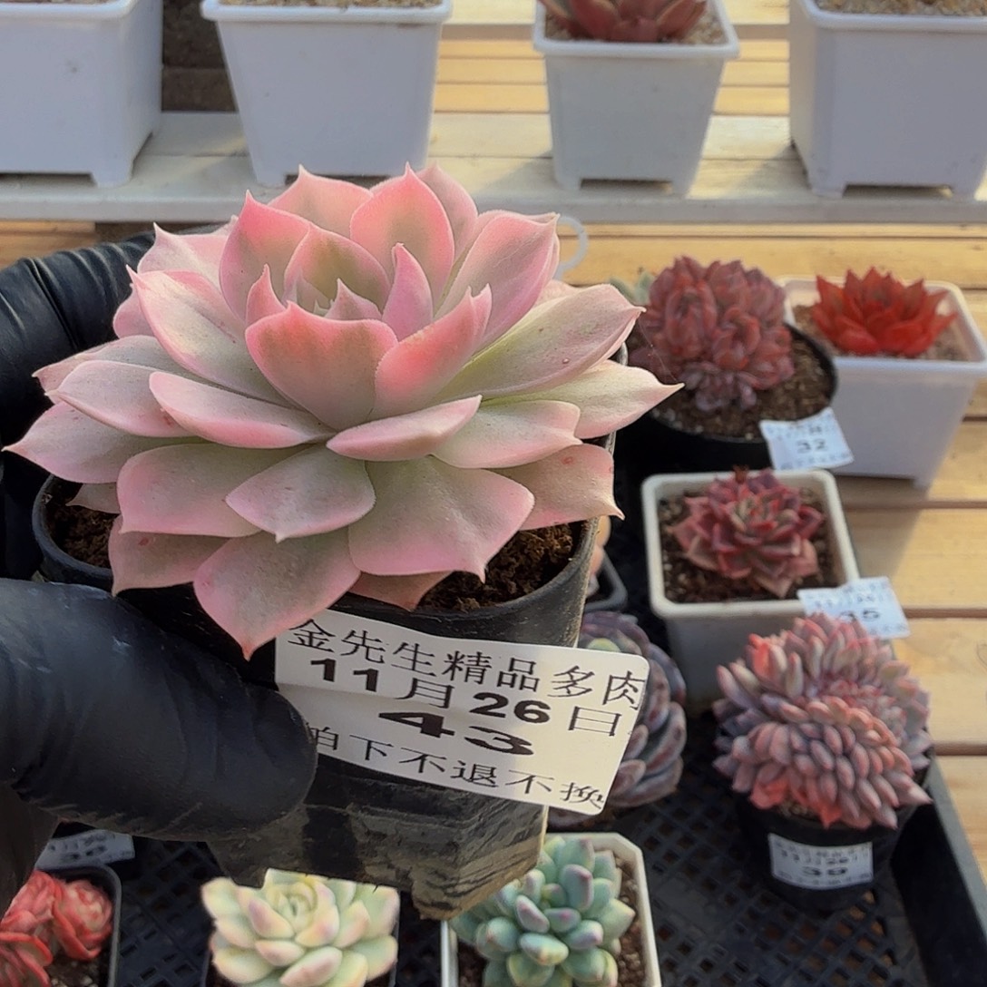 1126-43沙漠玫瑰锦