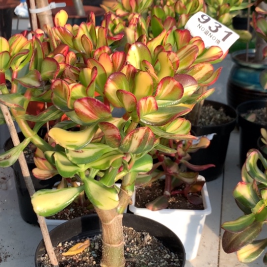 用****9931卷叶脱土发货