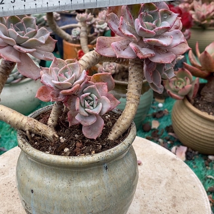 无名杂多肉老桩多肉无砍