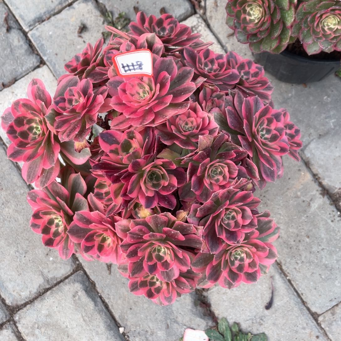 粉女妖老桩手捧1118带干