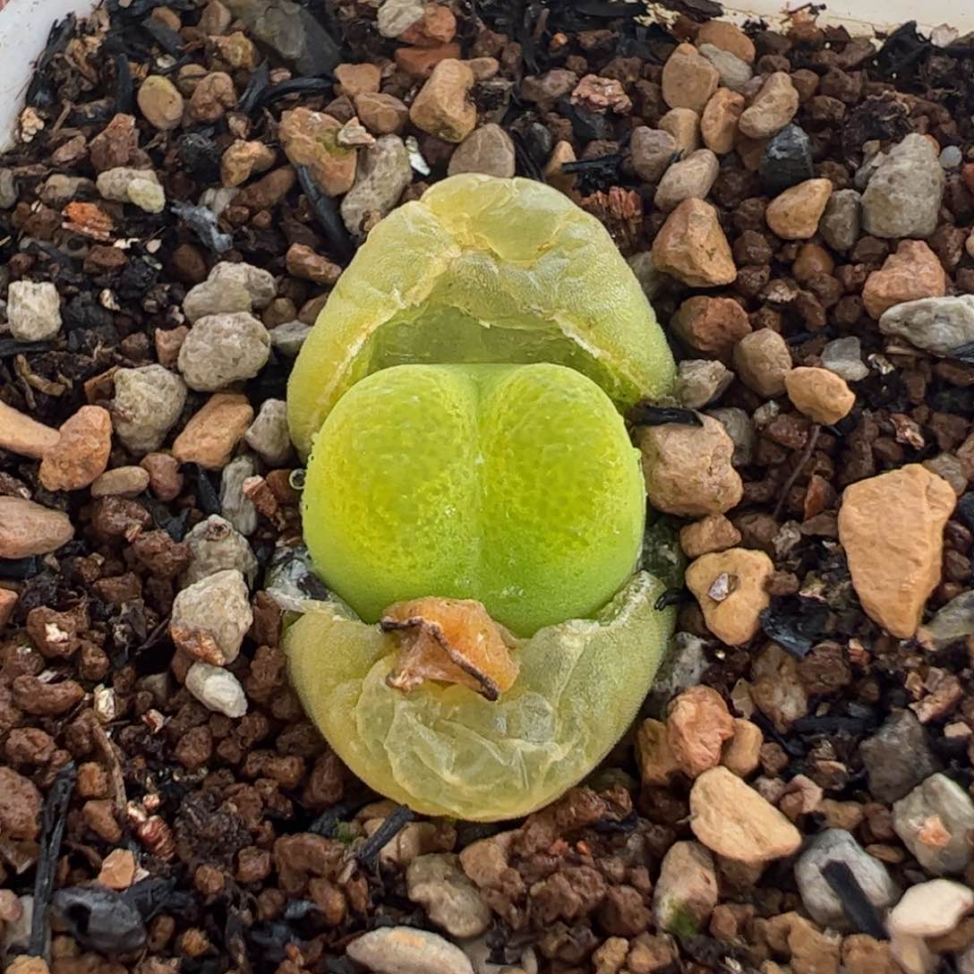 052多肉植物组合