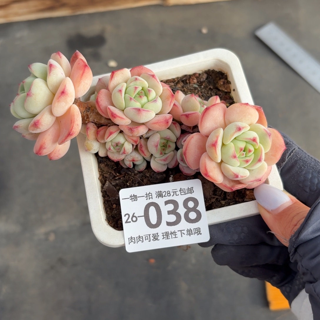 白底香草无盆土发货无