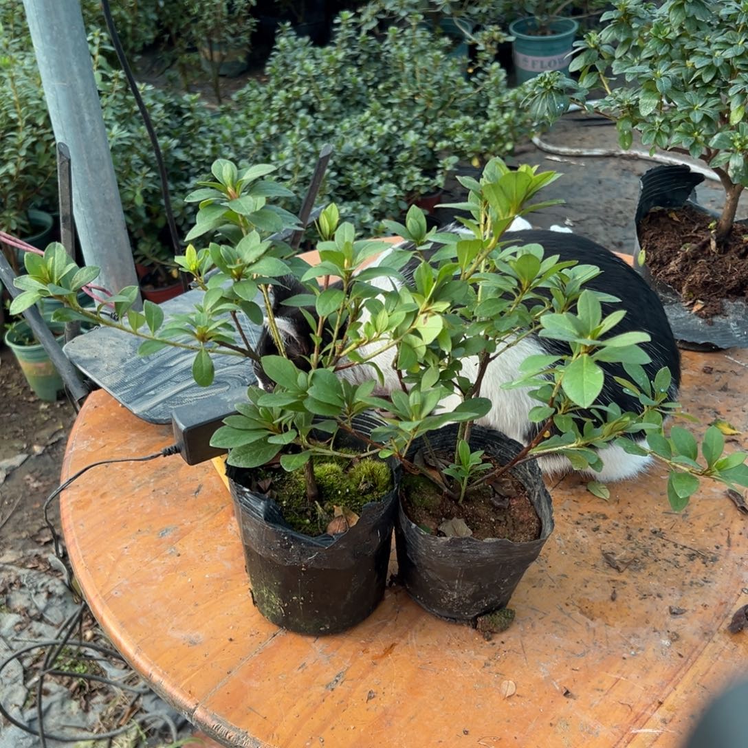 李***完全开放两颗五宝丹东