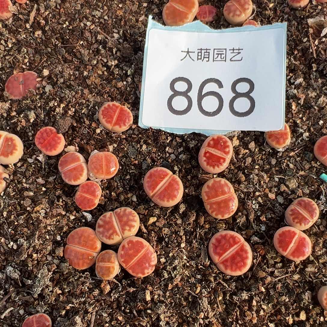 0000868量拍优选红窗3颗