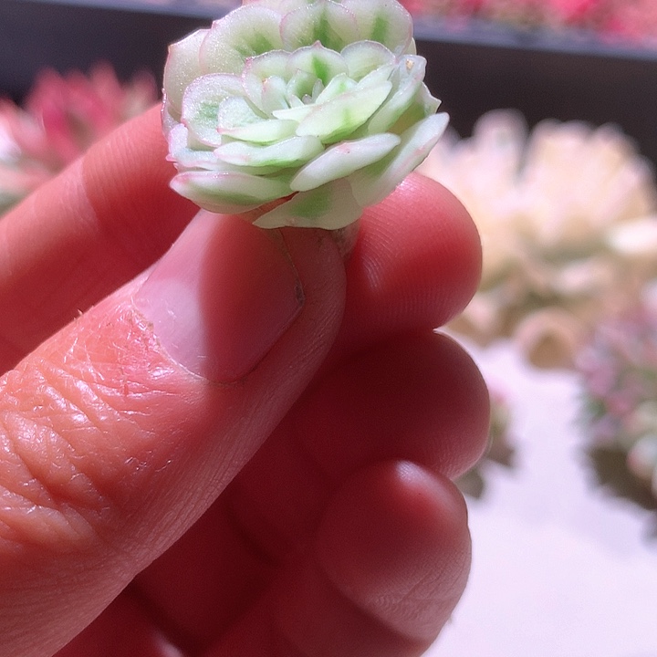 梦幻玫瑰超白基因砍头覆轮锦