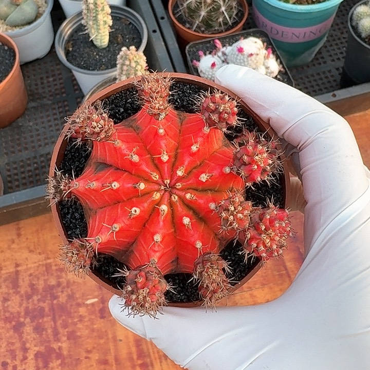 油画牡丹锦仙人球123