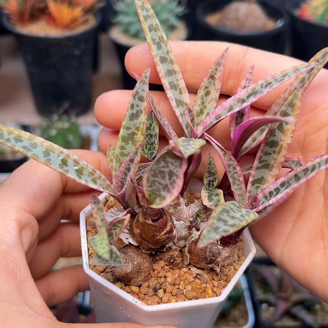 油点百合锦群一颗