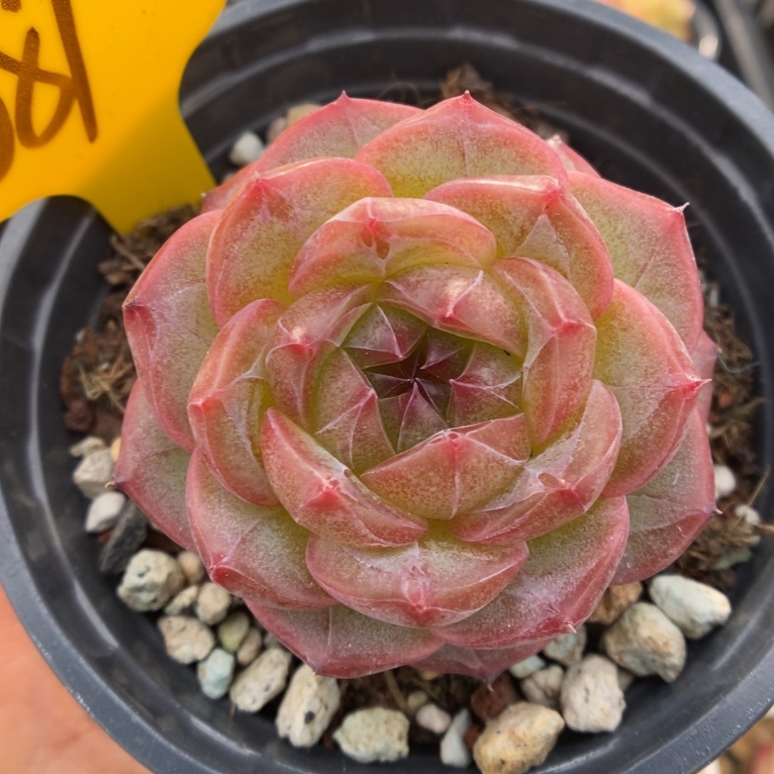 魅影珍妮可拍689号。 