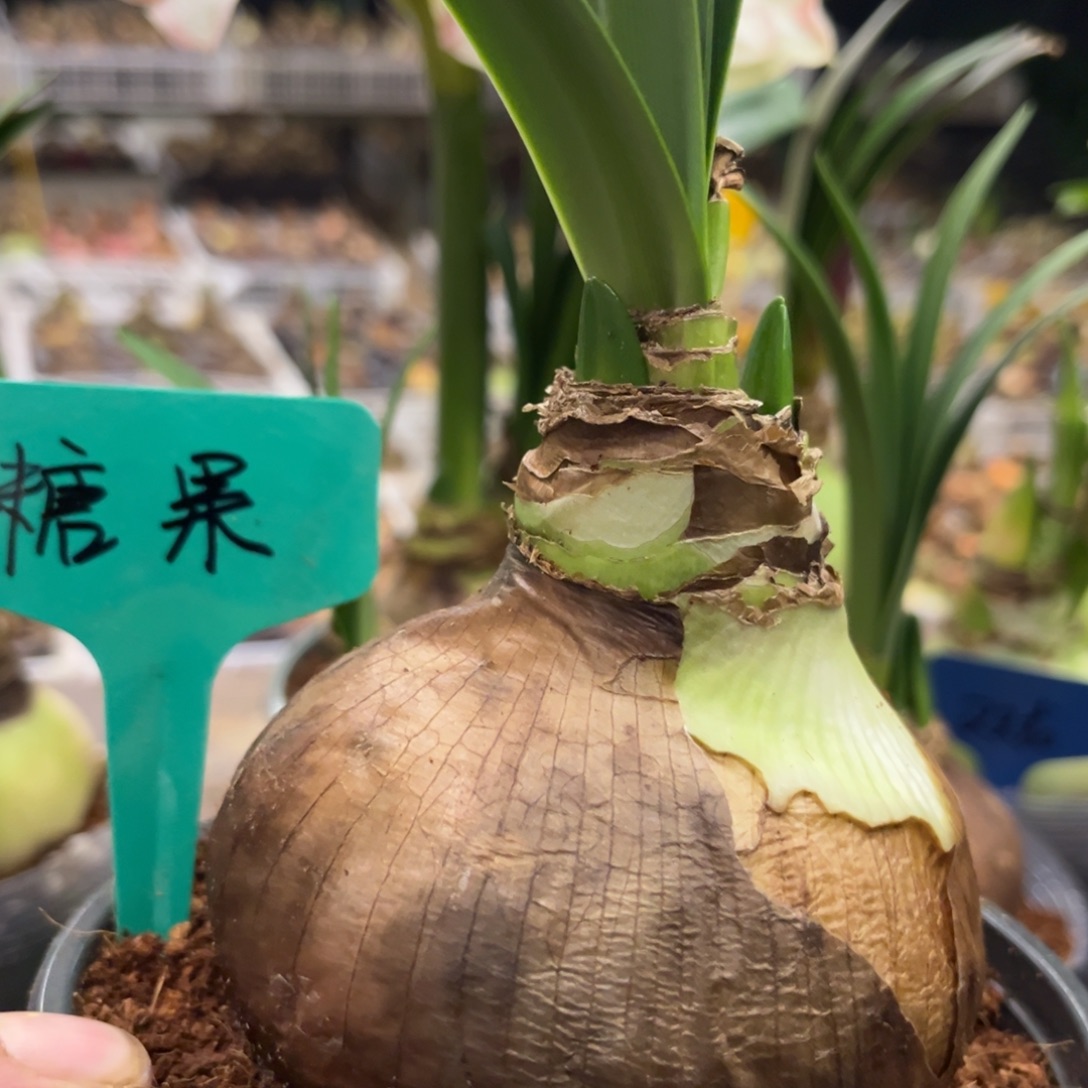 起***了糖果黛丝朱顶红带盆发货