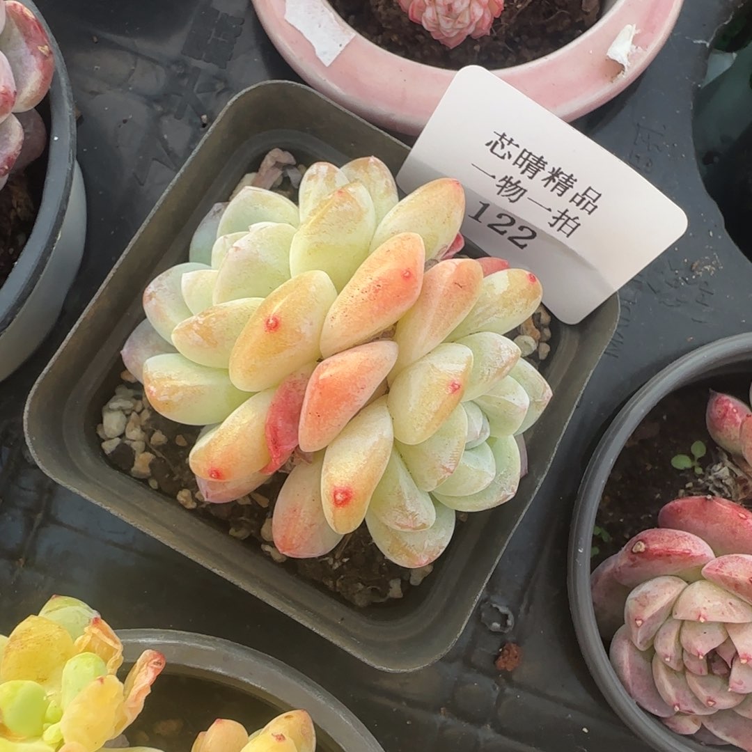 闪购精品多肉122号