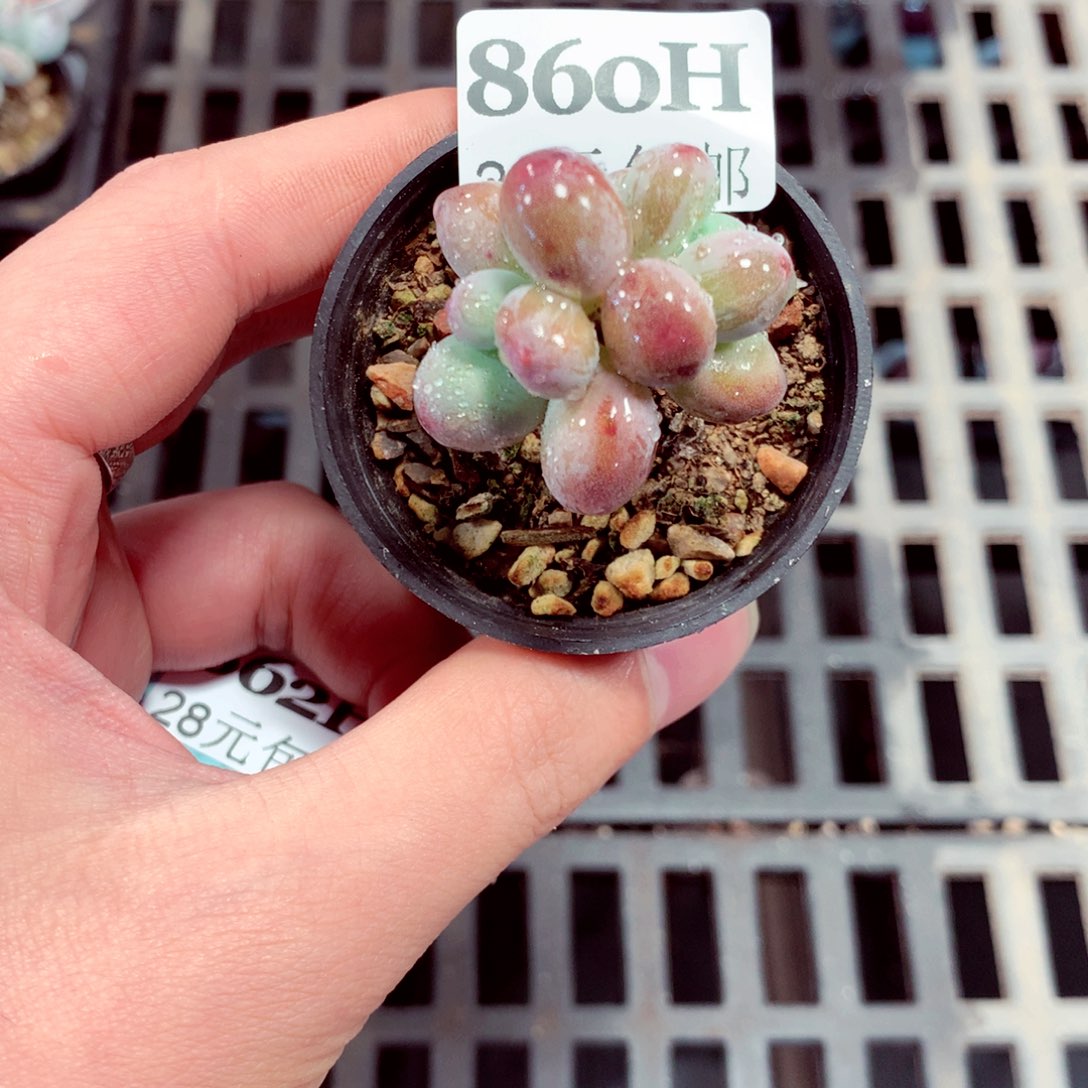 5厘米盆精控多肉860