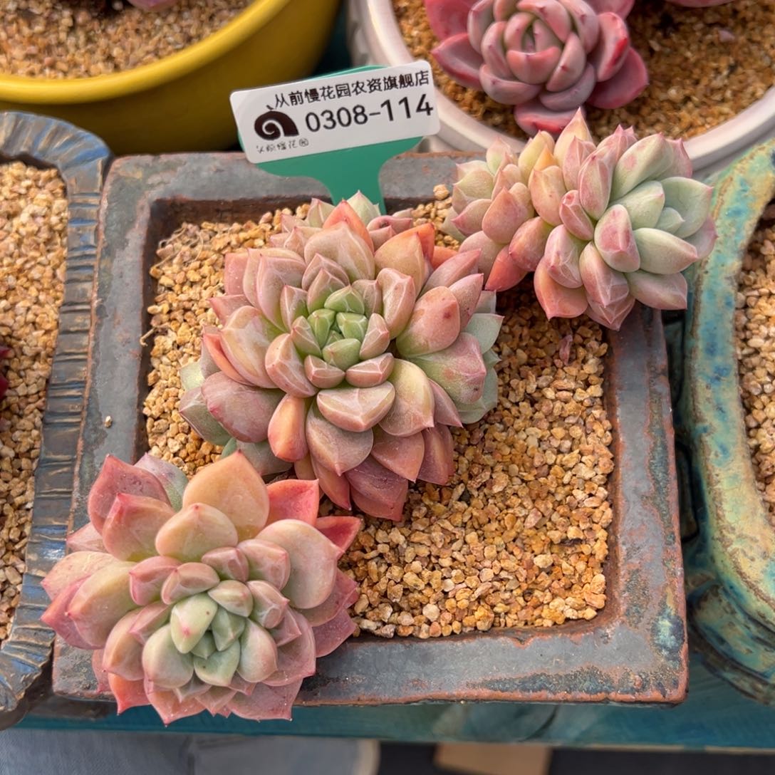 从前慢多肉精选编号0308.114