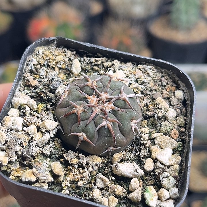 猫爪实生球一颗2.7公分