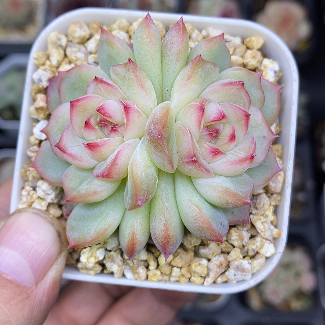 玉笛6.5盆多肉植物