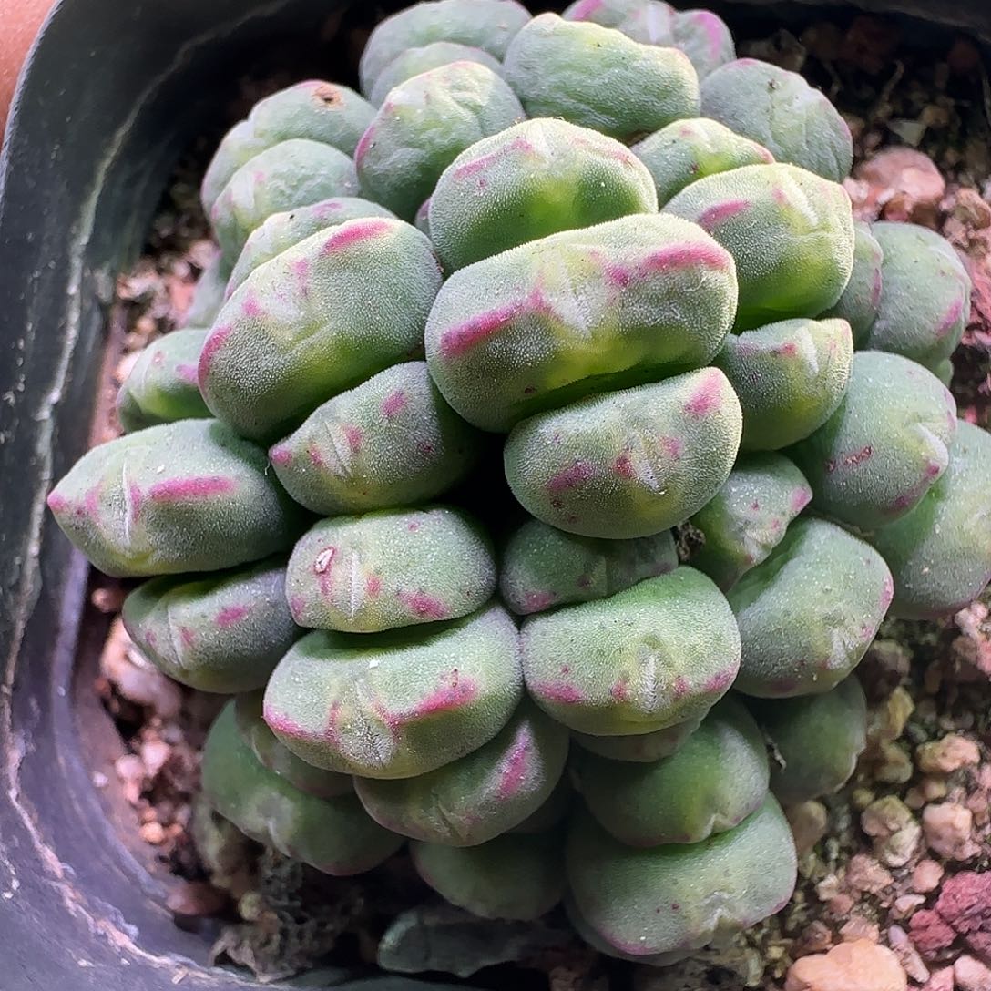 开播福利来啦！660