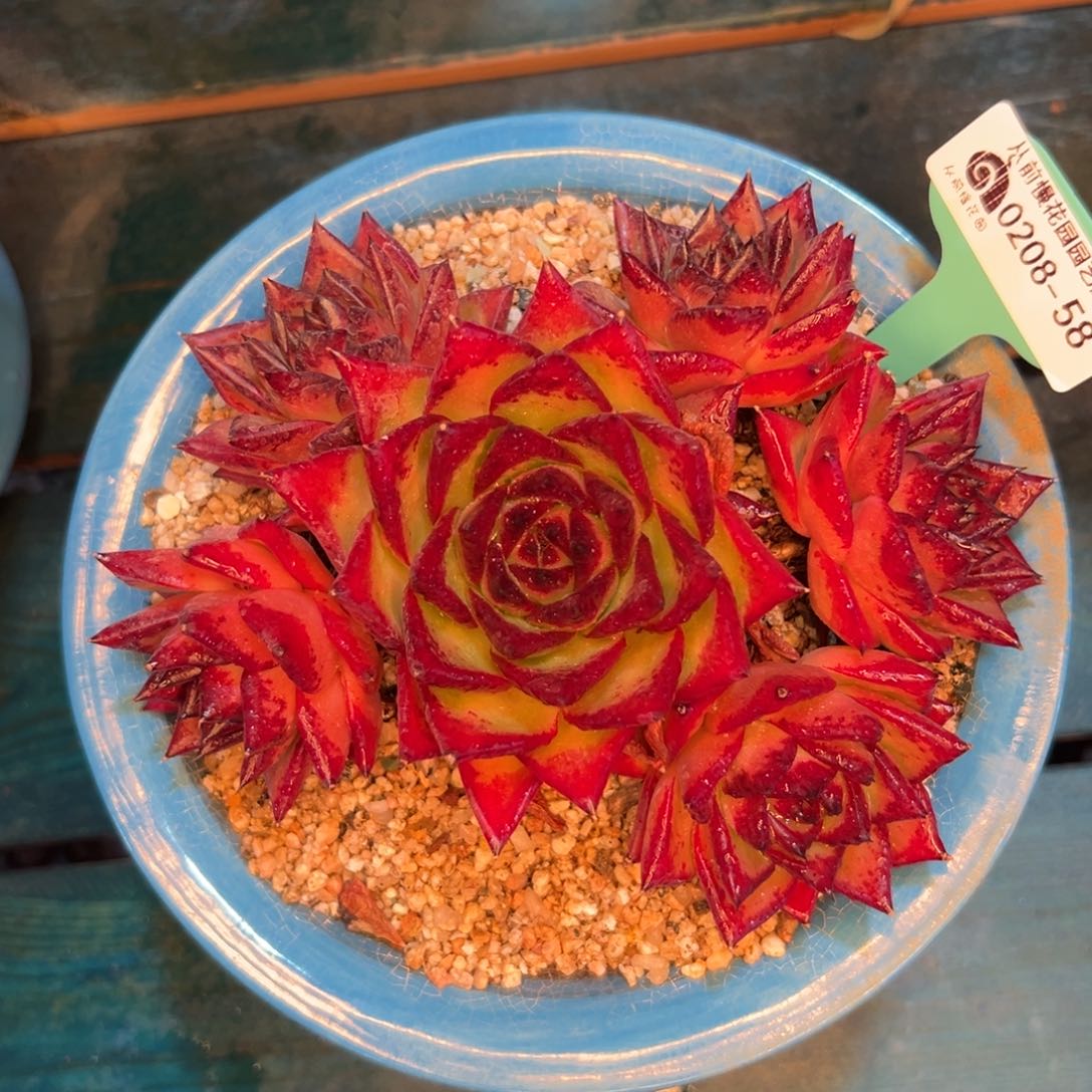 多肉一物一拍0208-58