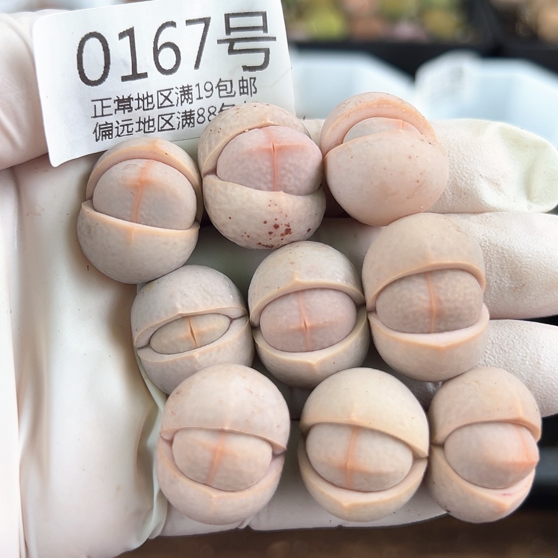 好养易活生石花大母本0167