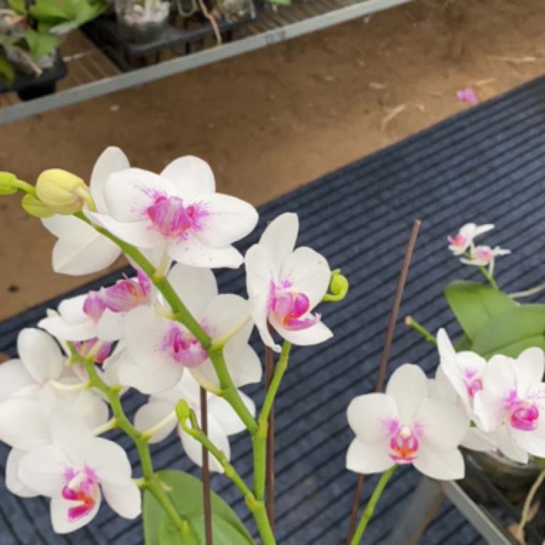 钢琴师蝴蝶兰基地直发