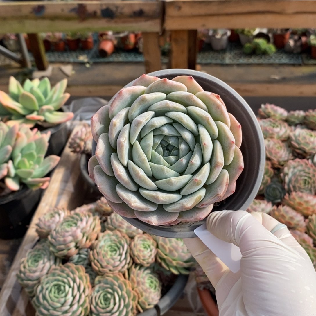 302冰橙单头一物一拍