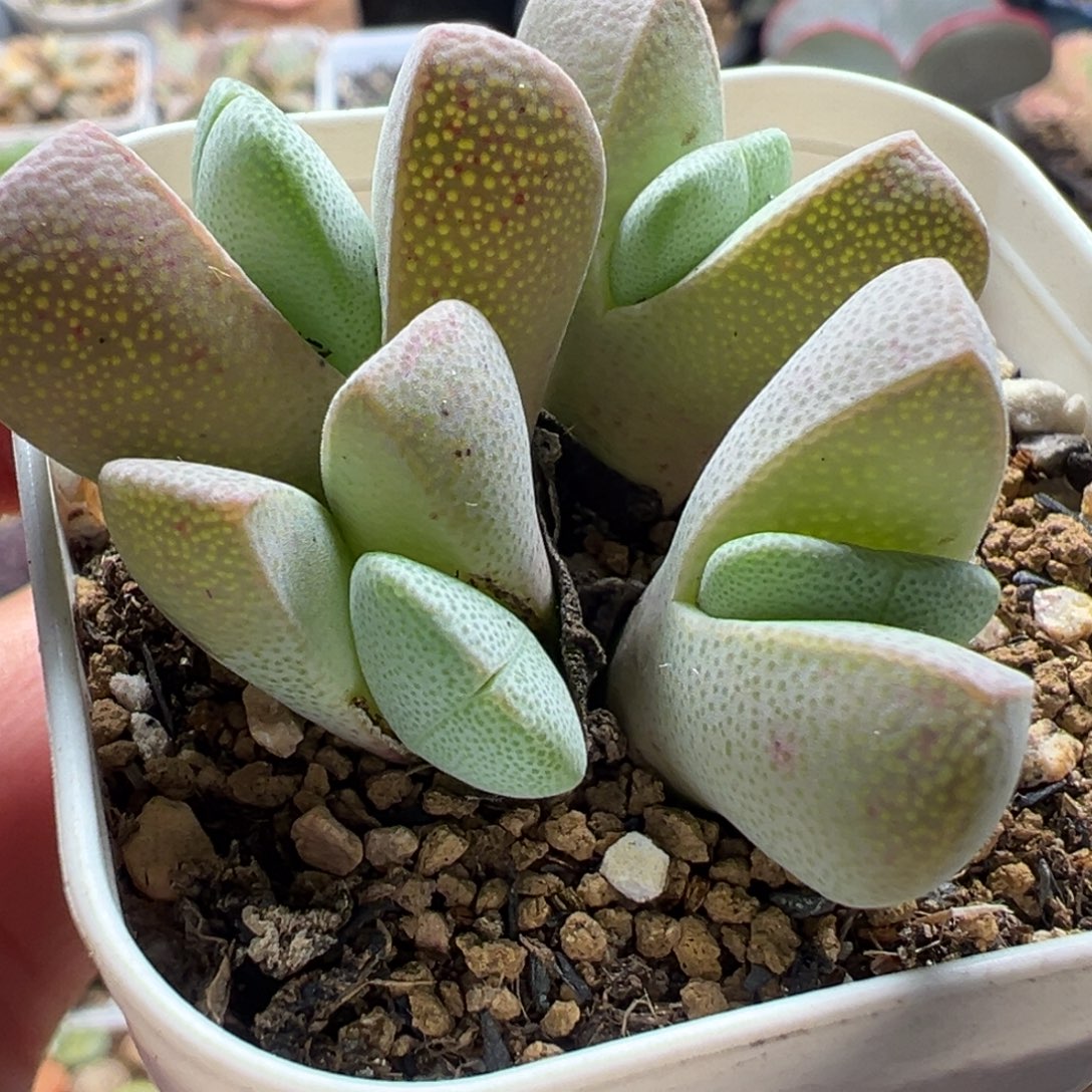 185多肉植物种类多样