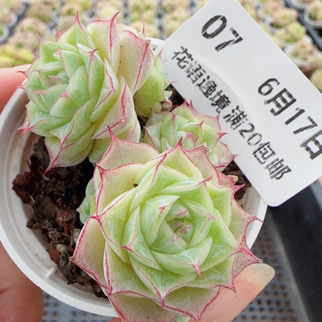 *****花语逸镜0617-07女王