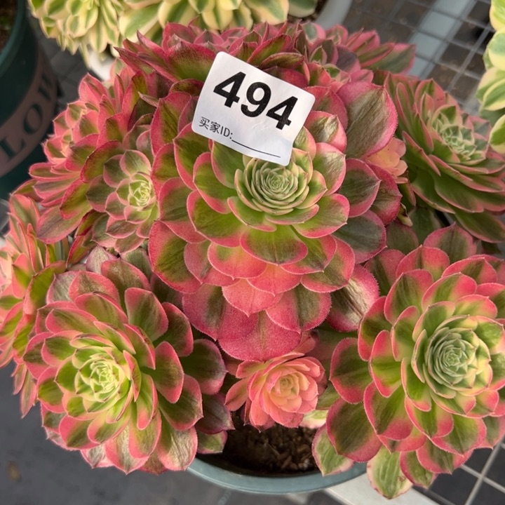 494海王20厘米左右有断枝