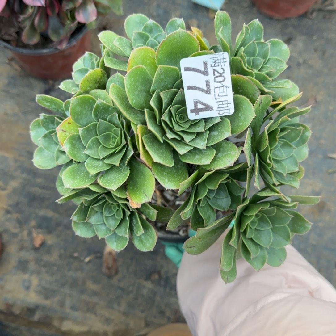 青苹果774满20包邮断枝不包