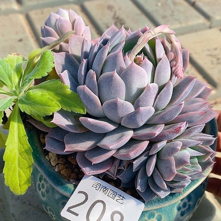 208 多肉植物盆栽花卉