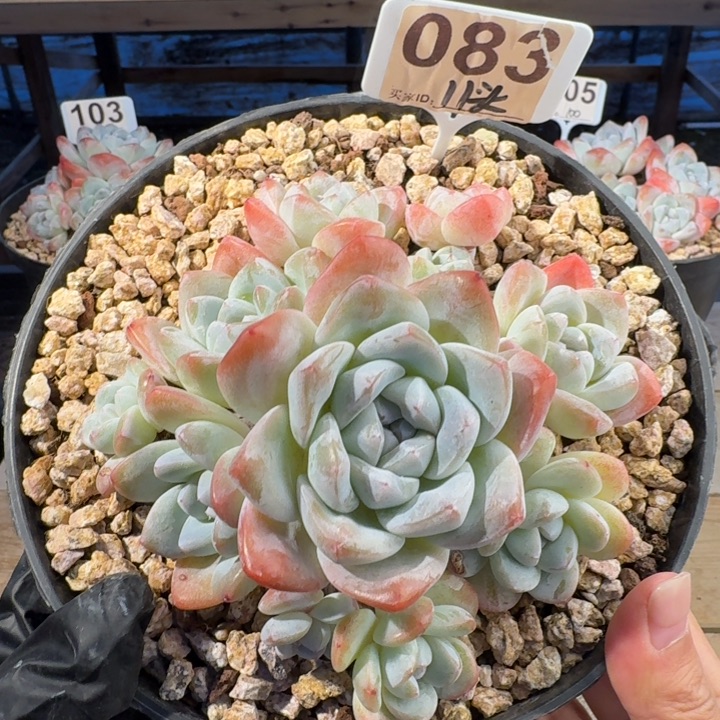 083号冰玉群生老桩11头