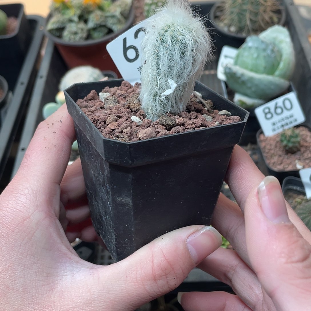 620白发虾（满18包邮）