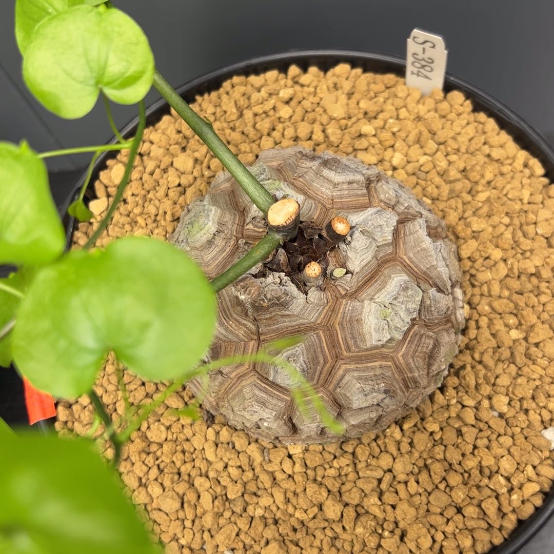 精品盆栽养定的龟甲龙384号