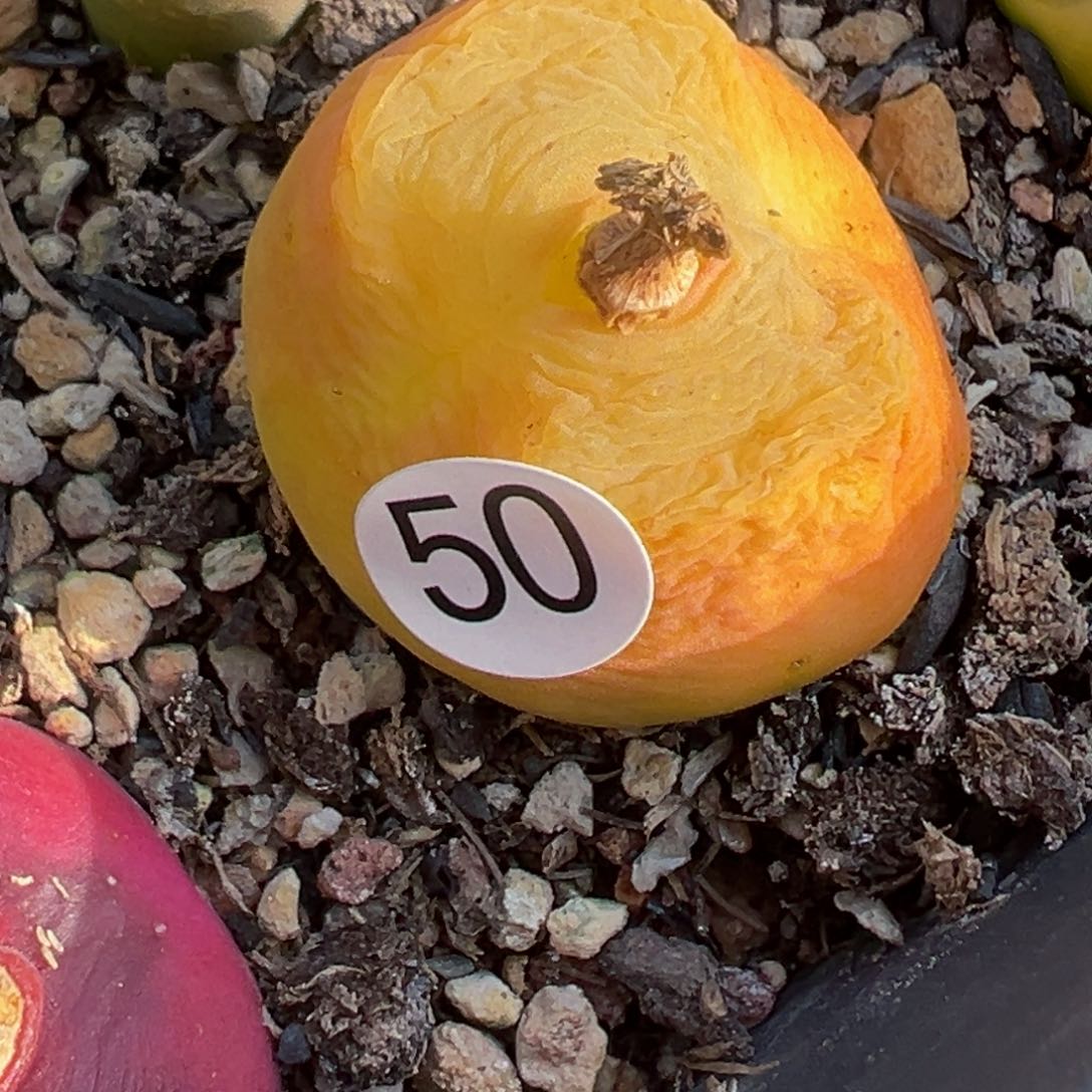 ?****多肉植物111111111111111111